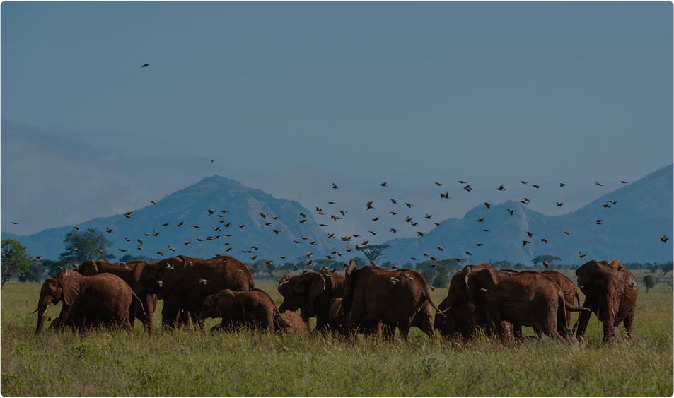 slider-04 Kenia