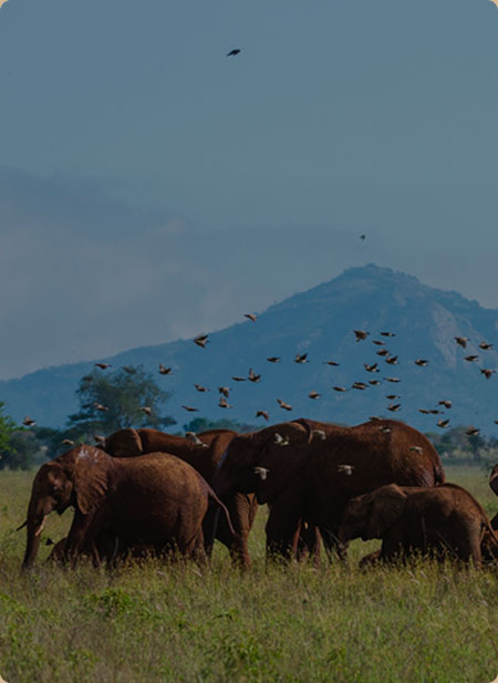 slide-mobile-kenia