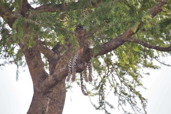 Leopardo colgando de un árbol en la sabana