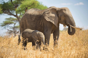 Una cría de elefante con su madre en Tanzania