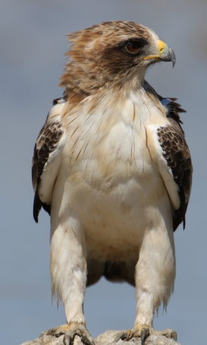 Águila calzada - Derek Keats CC BY 2.0 Zona rapaces