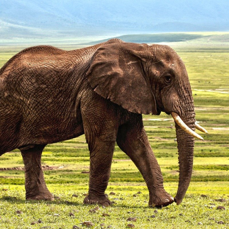 Elefante Imagen de laurent marx en Pixabay