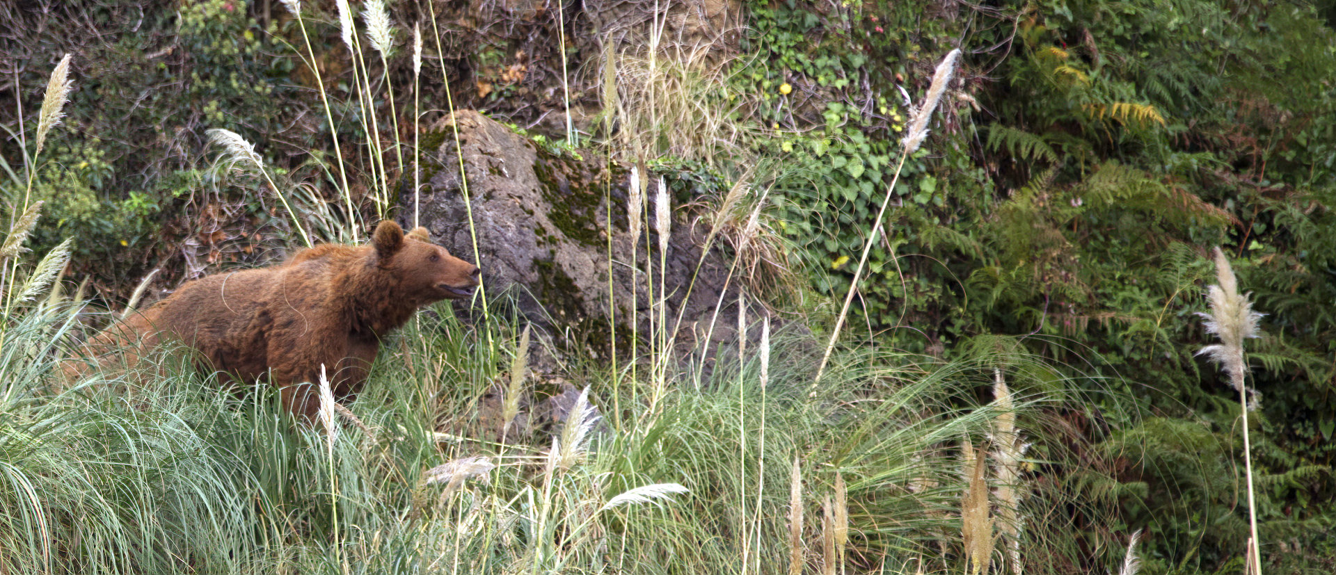 Hábitat y alimentación del oso pardo – Conflicto con el ser humano