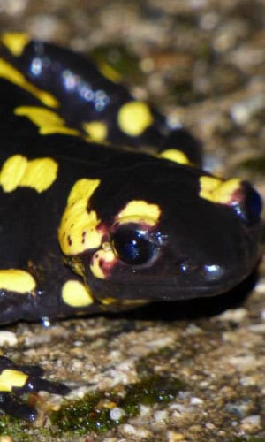 Salamandra común - Birding Naturaleza