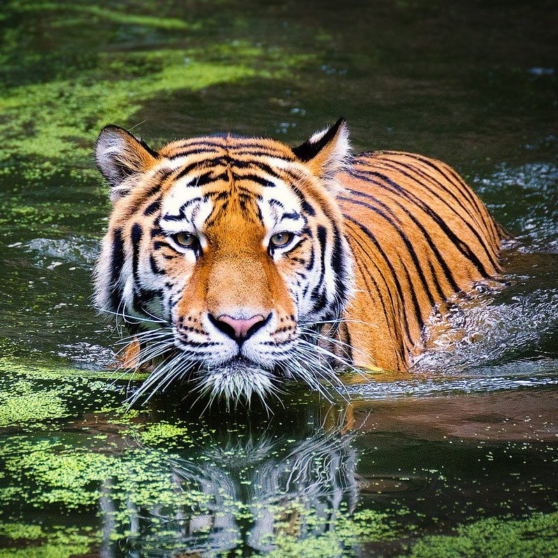 Tigre Imagen de Andreas Breitling en Pixabay