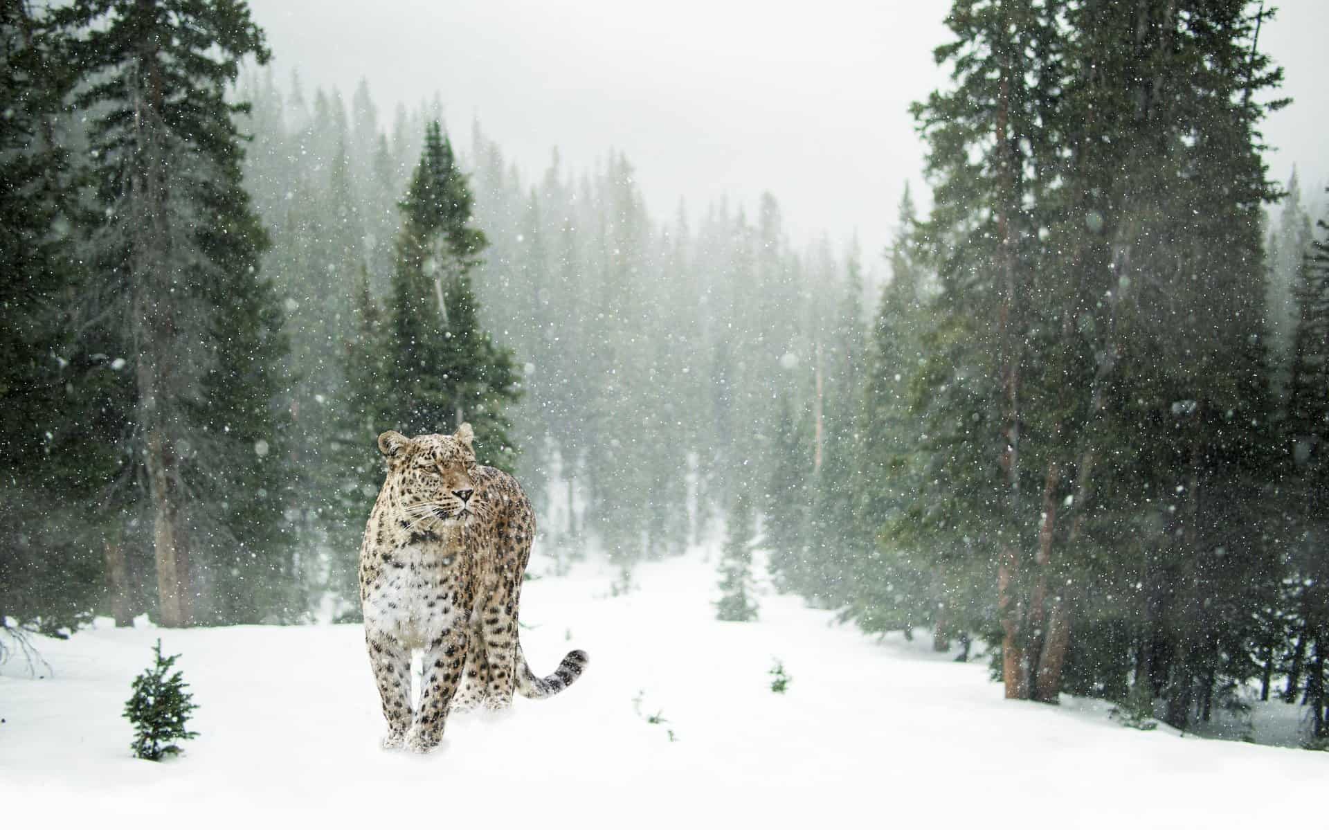 Fotomontaje Leopardo de las nieves - Imagen de TeeFarm en Pixabay