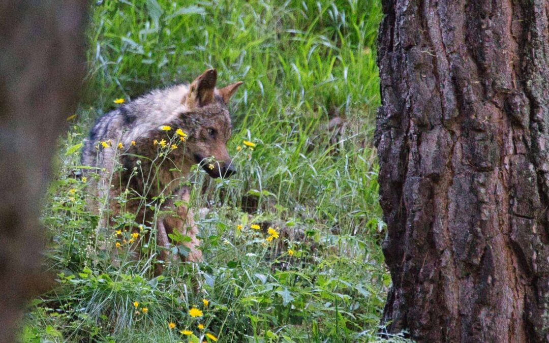 Hábitat y alimentación lobo ibérico – Conflicto con el ser humano