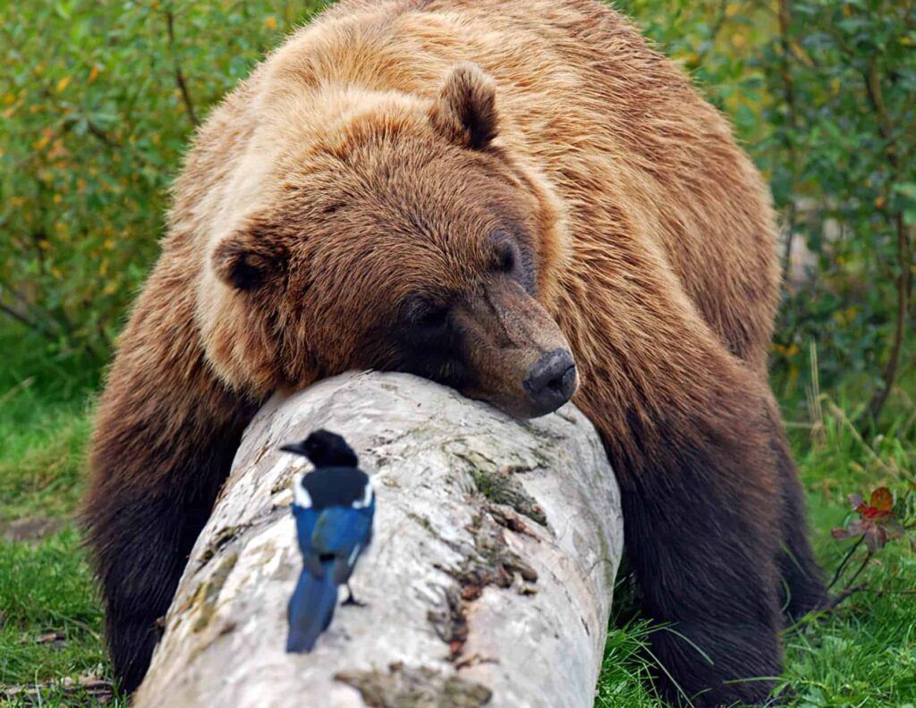 Oso durmiendo - Foto de tomspixels