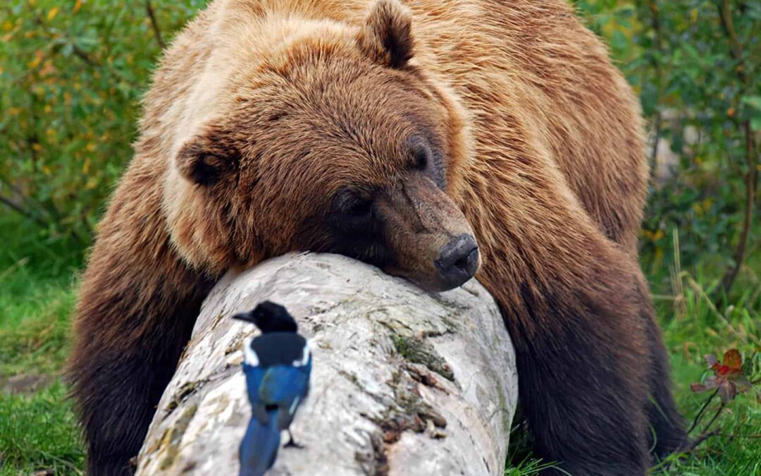 Hibernación de los osos