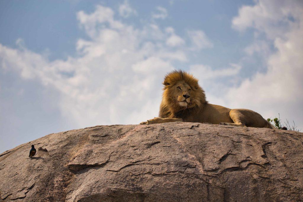 El rey - León sobre una roca en el Serengueti