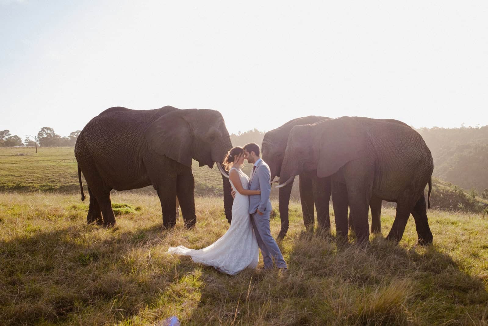 ¿Imaginas casarte entre elefantes?