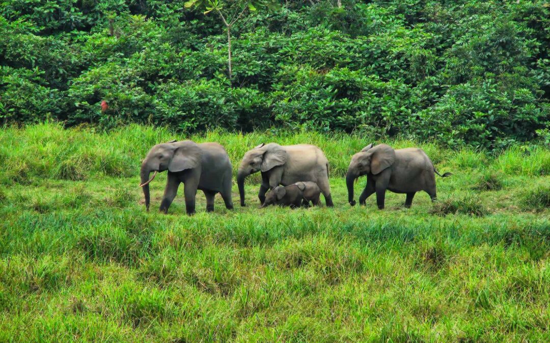 Los 3 mejores documentales de Gabón