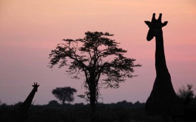 Safaris en Tanzania: Precios y presupuestos 2023