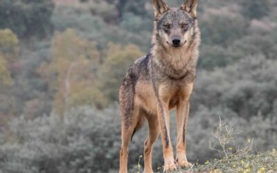 Los lobos: conservación, estado actual y retos