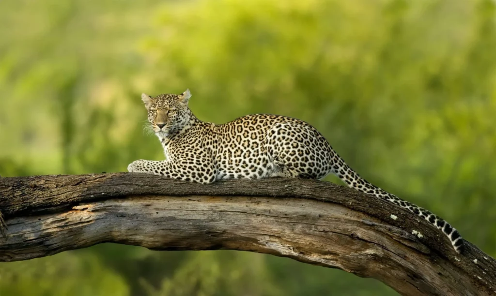 Leopardo en el Serengeti