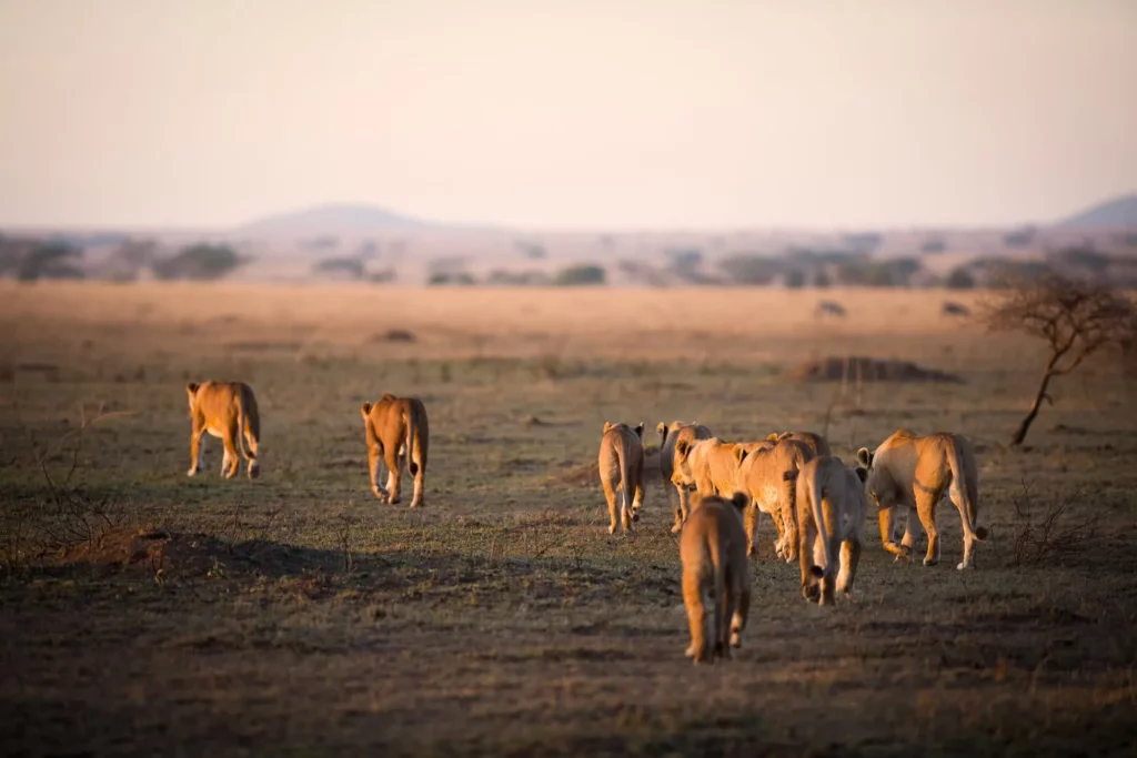 Manada de leones en Tanzania