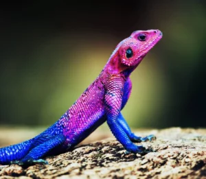 Mwanza flat headed agama en Tanzania