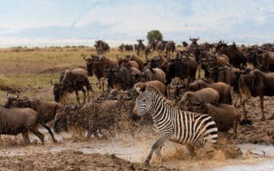 5 razones por las que elegir Tanzania como destino ideal de safari