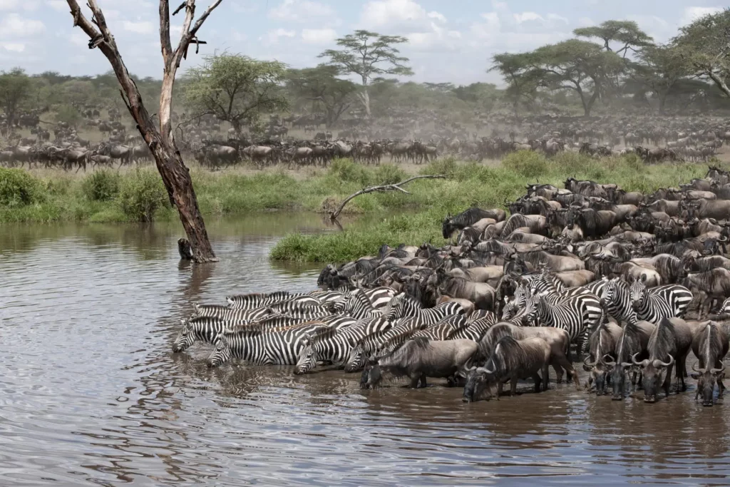 Zebras y ñus en Tanzania