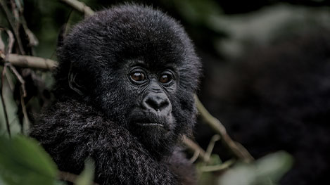 Uganda