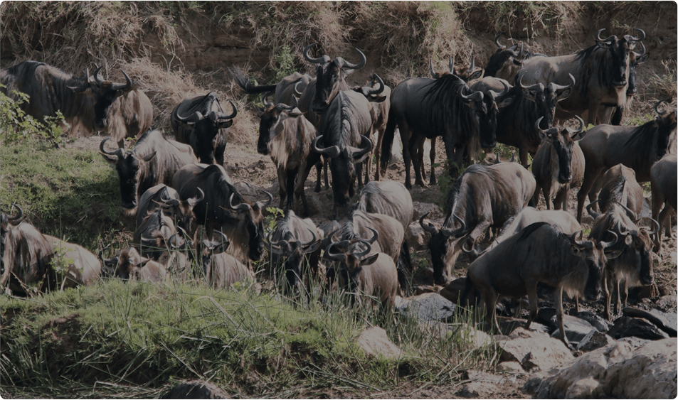 tanzania