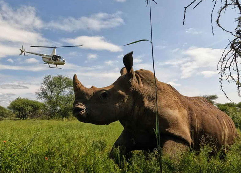 apuntate-a-wild-spirit