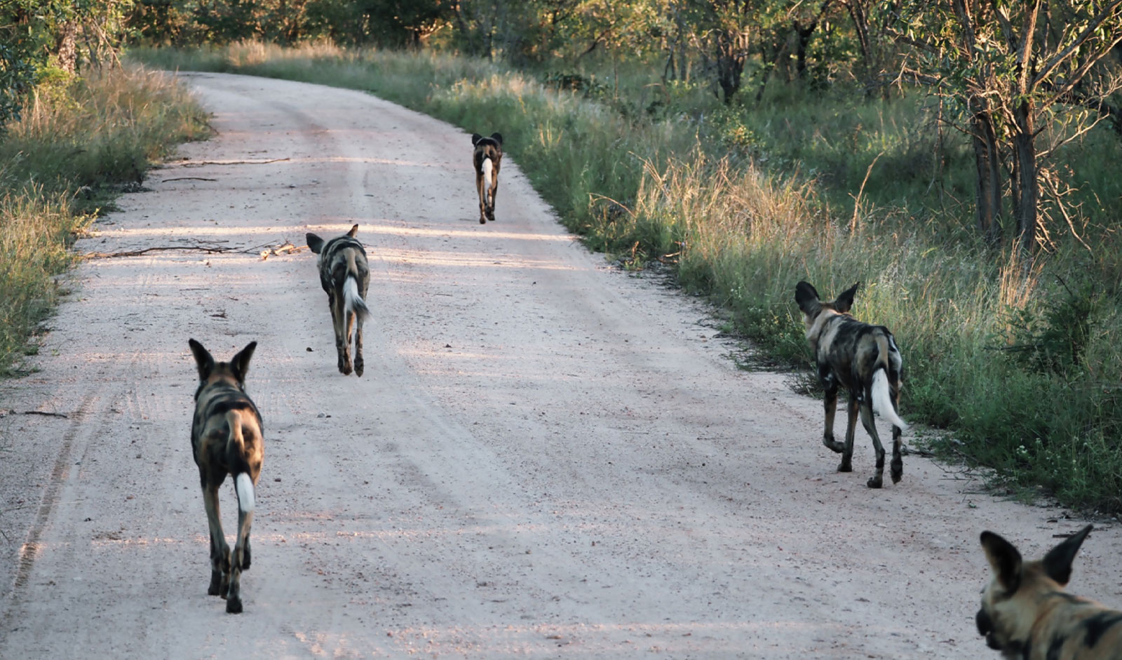 bg-perros-salvajes-mobile