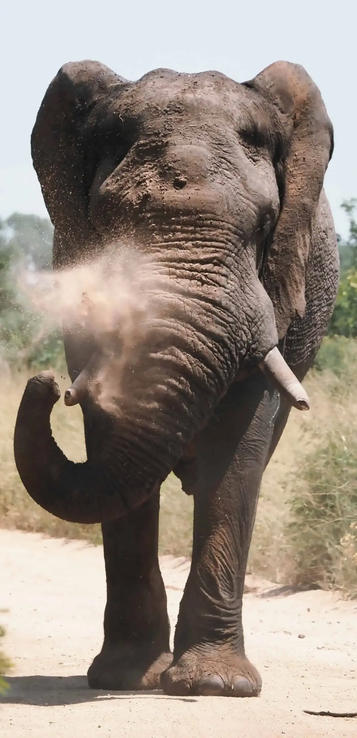 Elefante lanzando arena en Sudáfrica