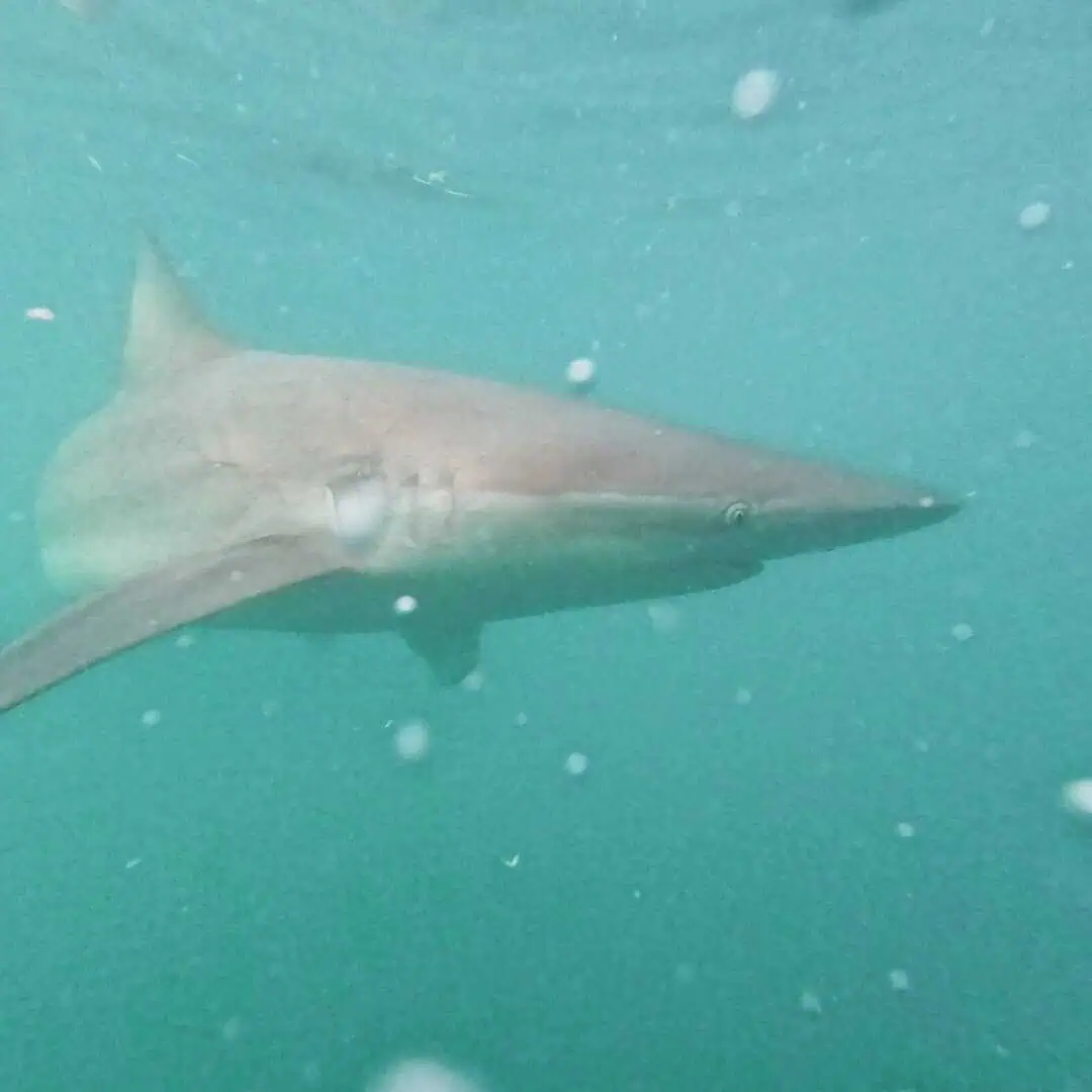 Viajes personalizados