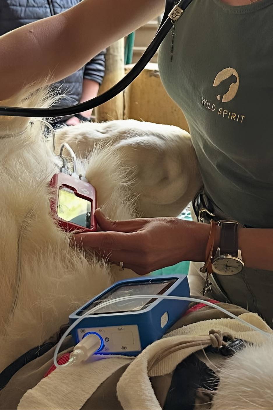 Anestesiando un leon