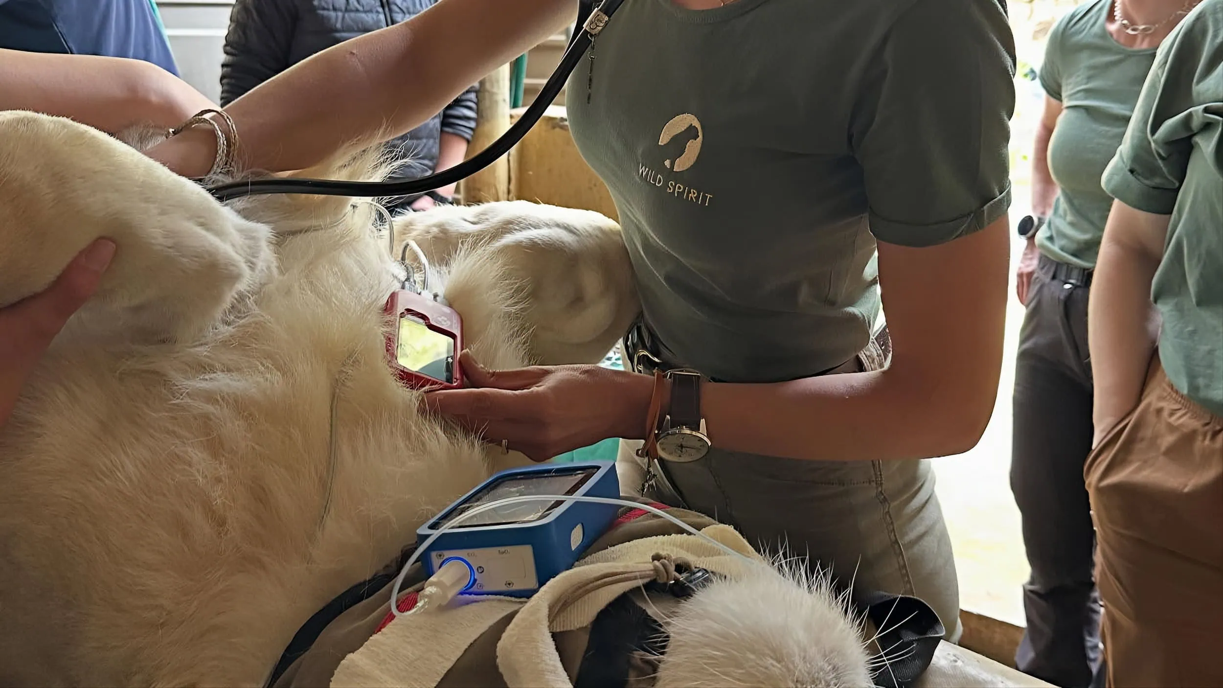 Con un león anestesiado