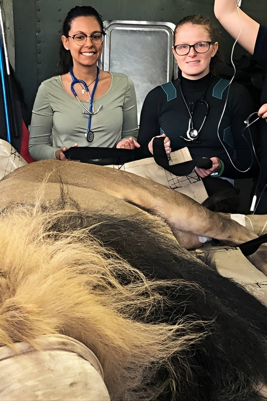 Con leon anestesiado