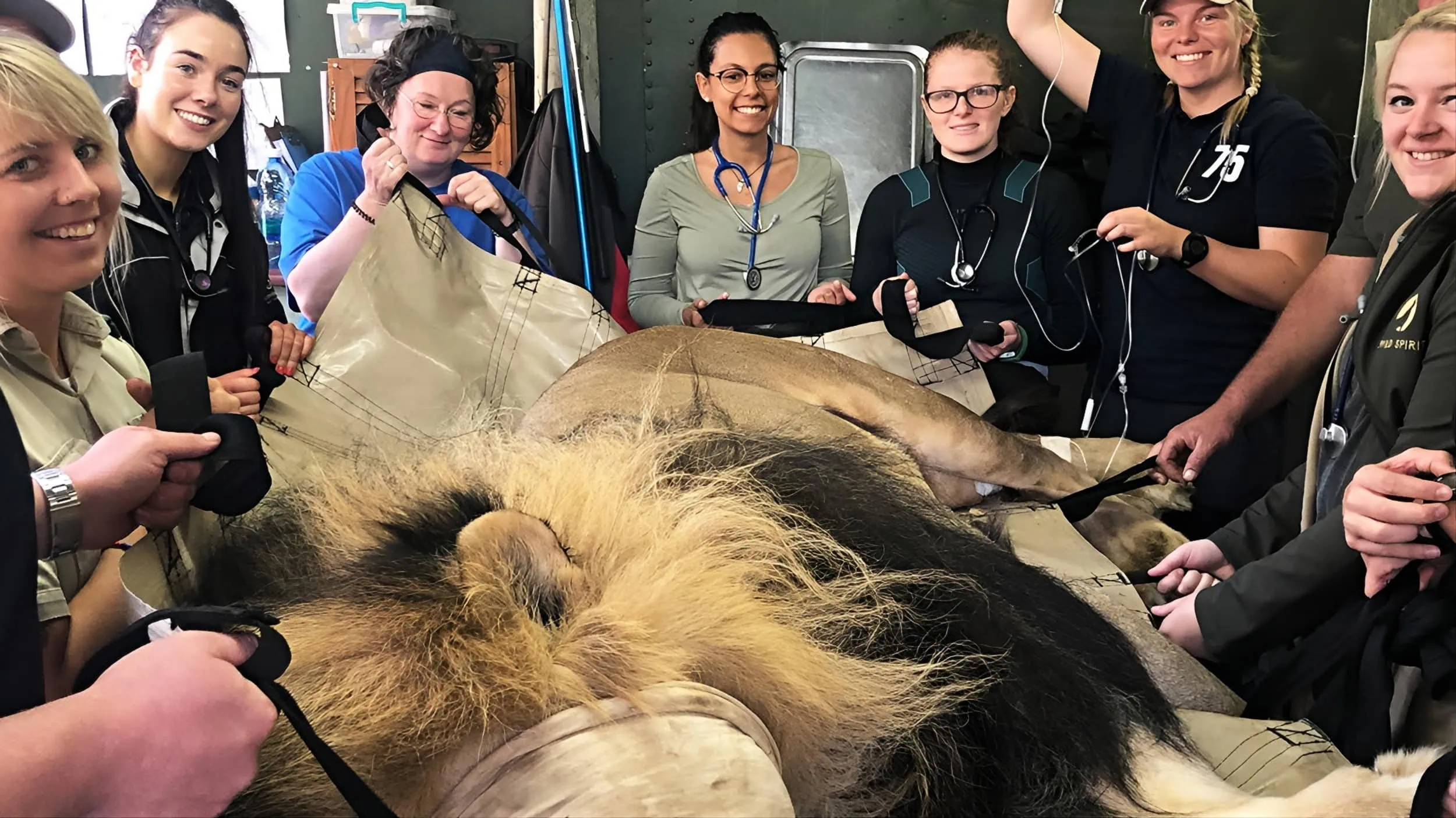 Con un león anestesiado