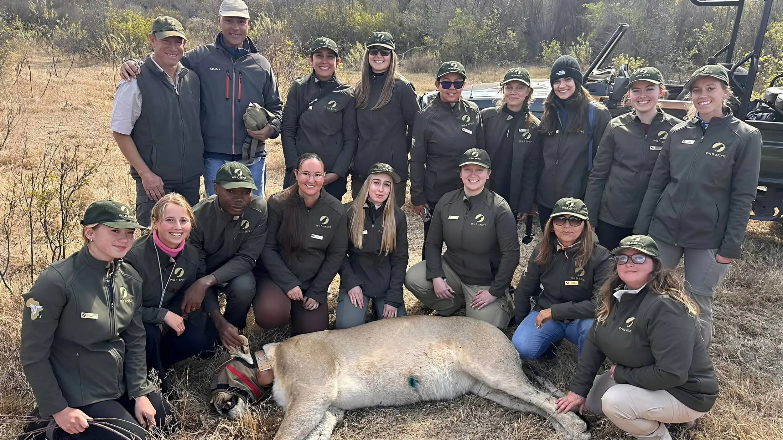 Con un león anestesiado