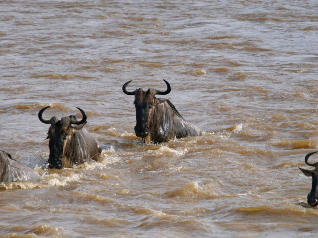 Cruzando el rio Mara