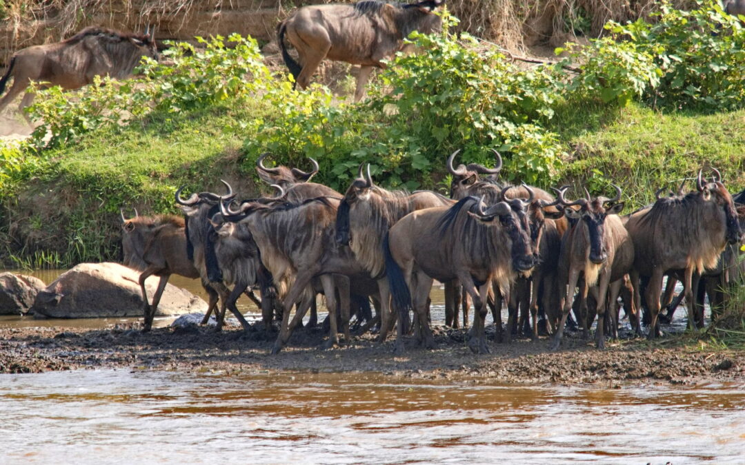La Gran Migración – Cruzando el Serengueti y el Masái Mara