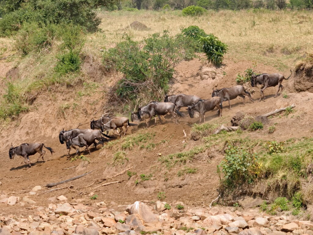 Mañana de ñus corriendo