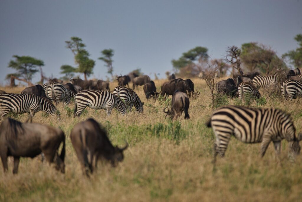 La Gran Migración en el Serengueti