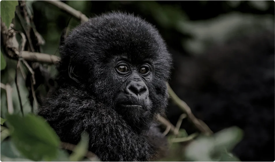 Uganda