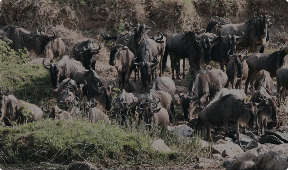 tanzania